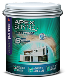 Asian Apex Shyne